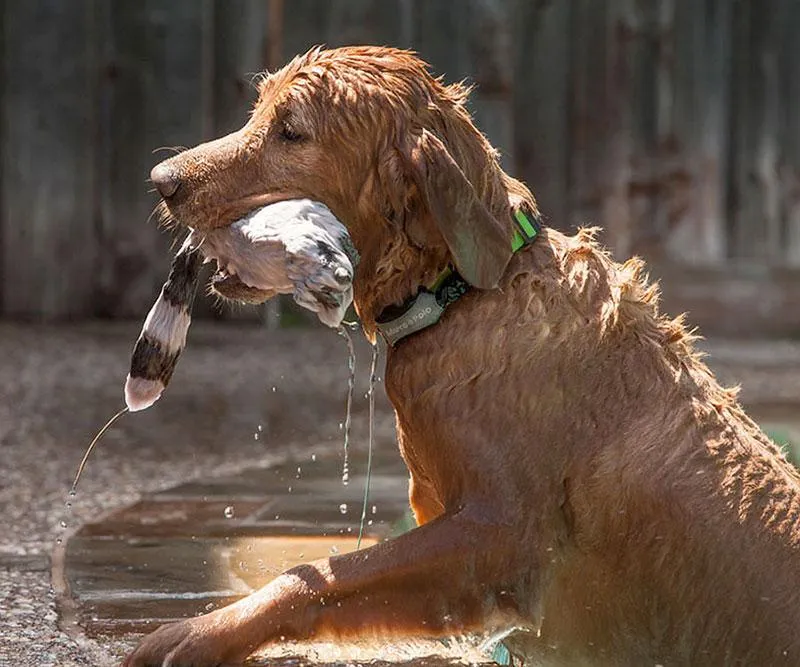 Marco Polo Dog Tracking & Monitoring - New Advanced System