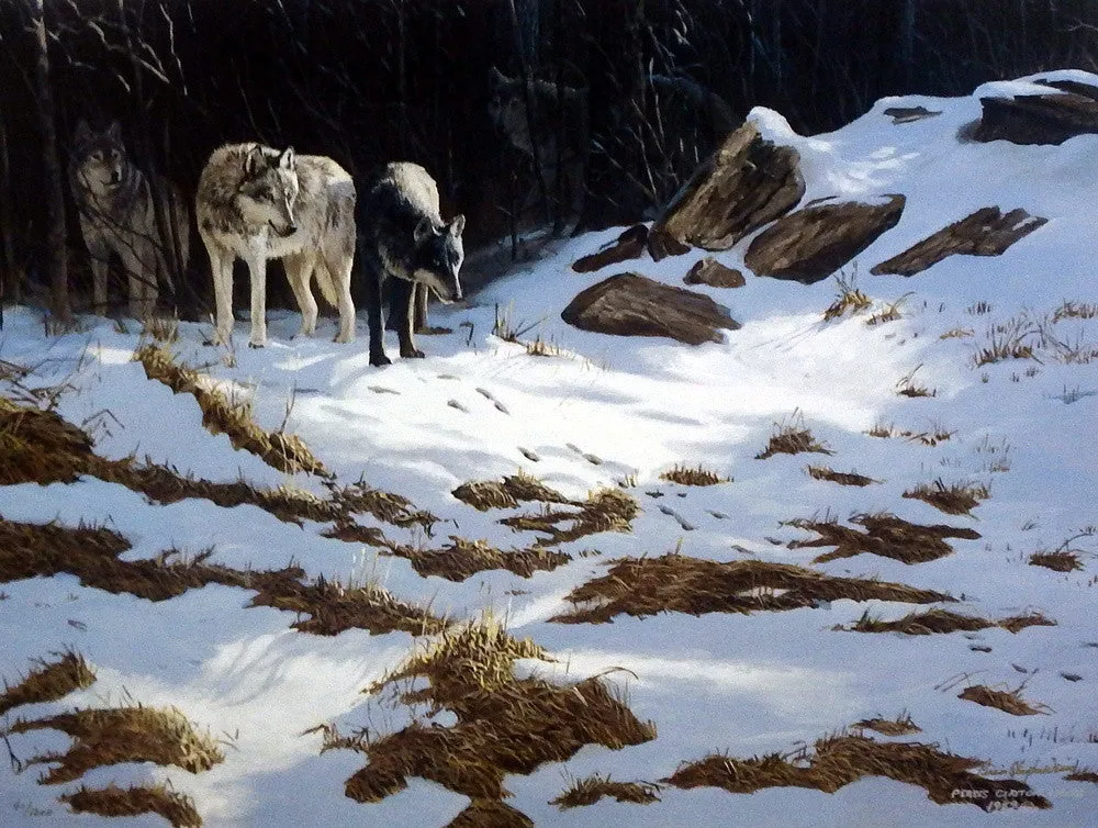 Persis Clayton Weirs The Trackers- Gray Wolves
